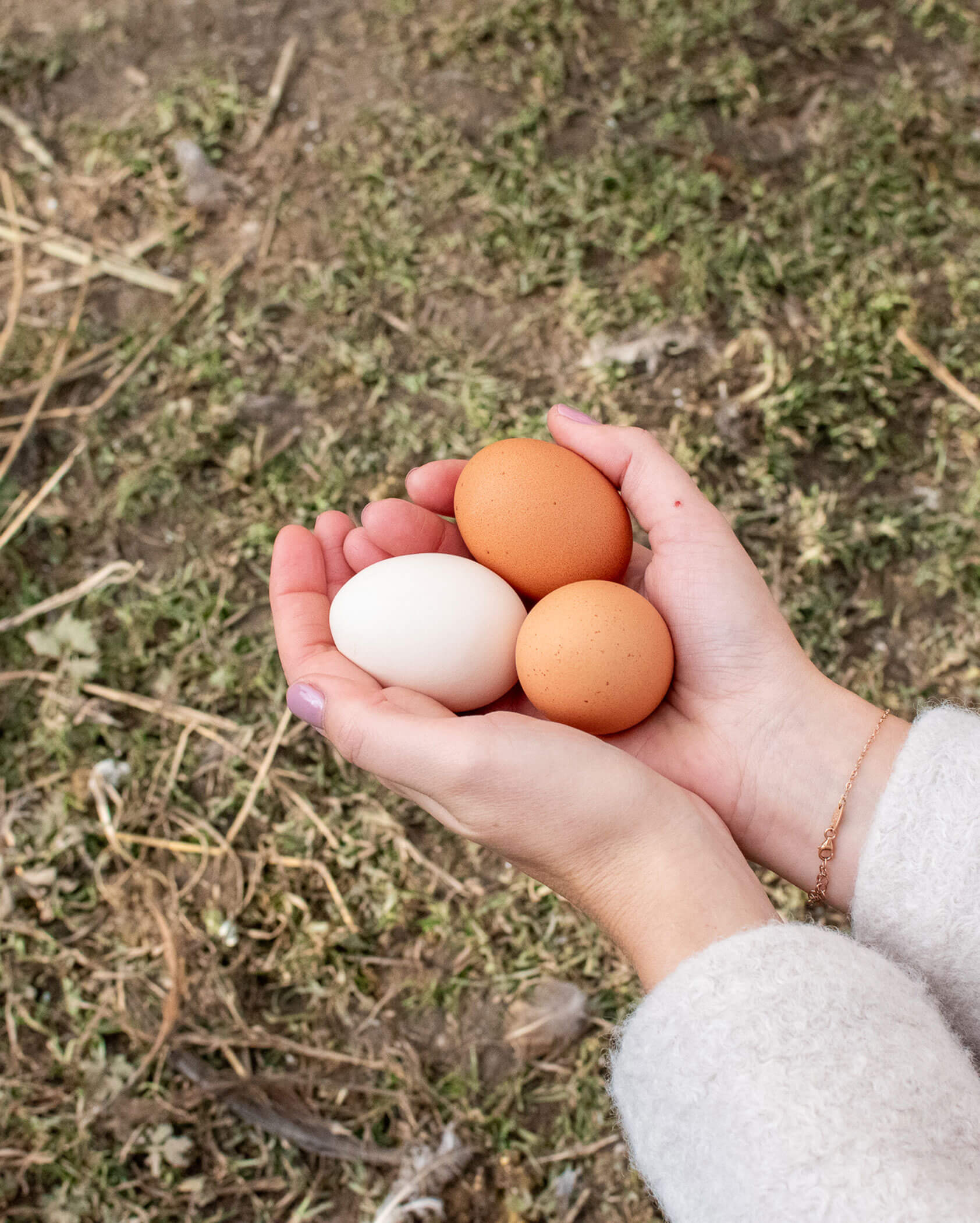 Hände, die zwei braune Eier und ein weißes Ei über einem grasbewachsenen, erdigen Boden im Freien halten. - Kerschbaumerhof