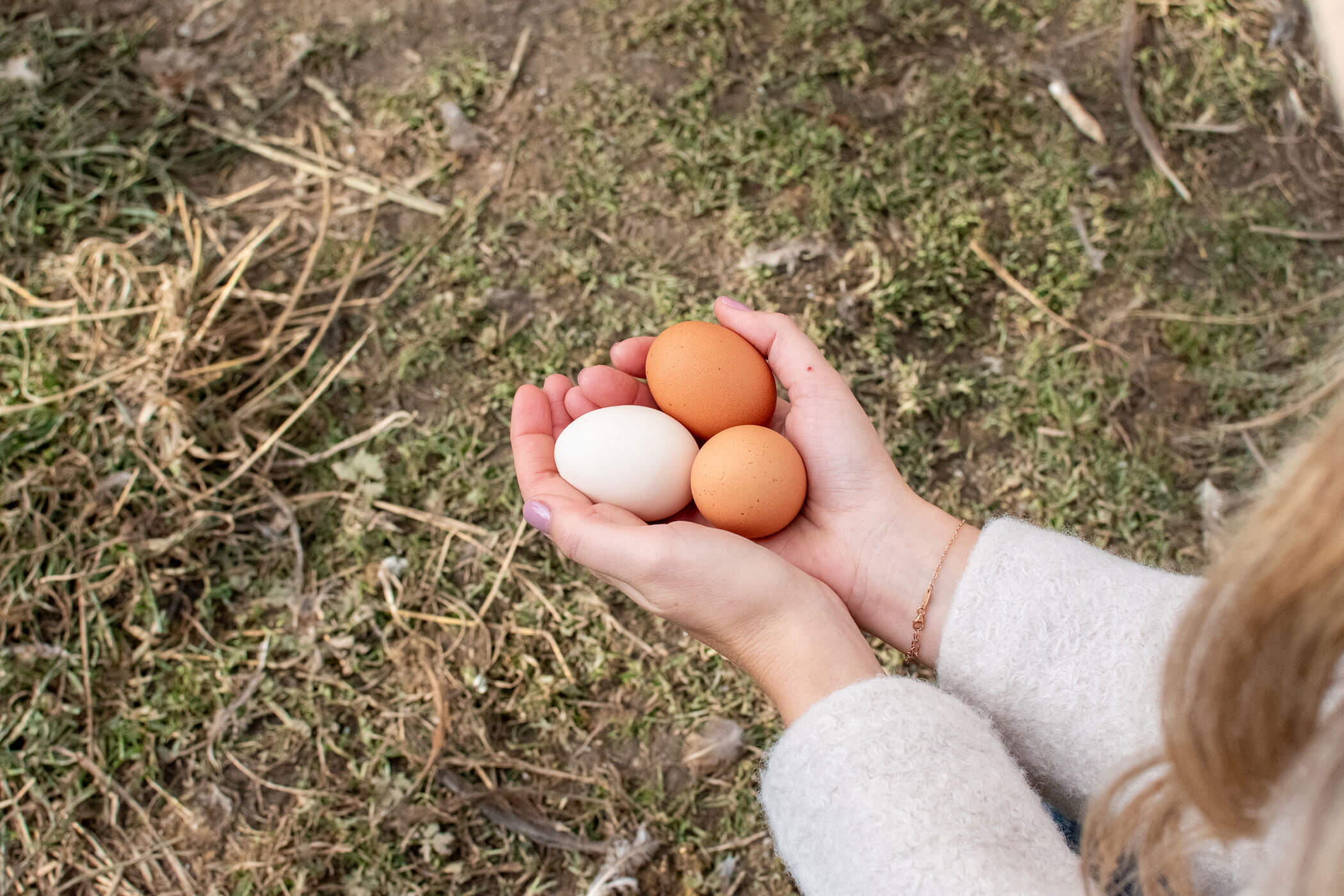 Hände halten zwei braune Eier und ein weißes Ei über grasbewachsenem Boden. - Kerschbaumerhof