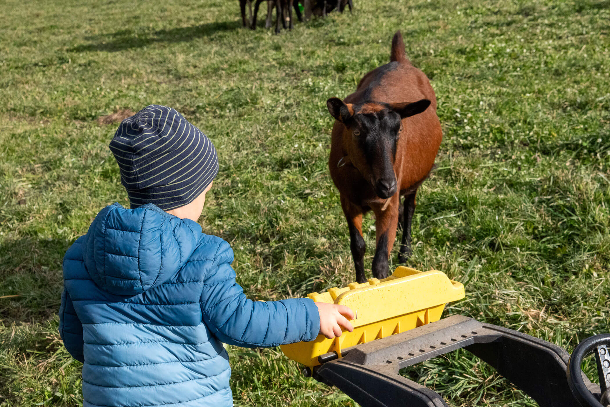 Ein Kind in einer blauen Jacke steht einer braunen Ziege auf einer Wiese gegenüber und hält einen gelben Spielzeug-LKW. - Kerschbaumerhof