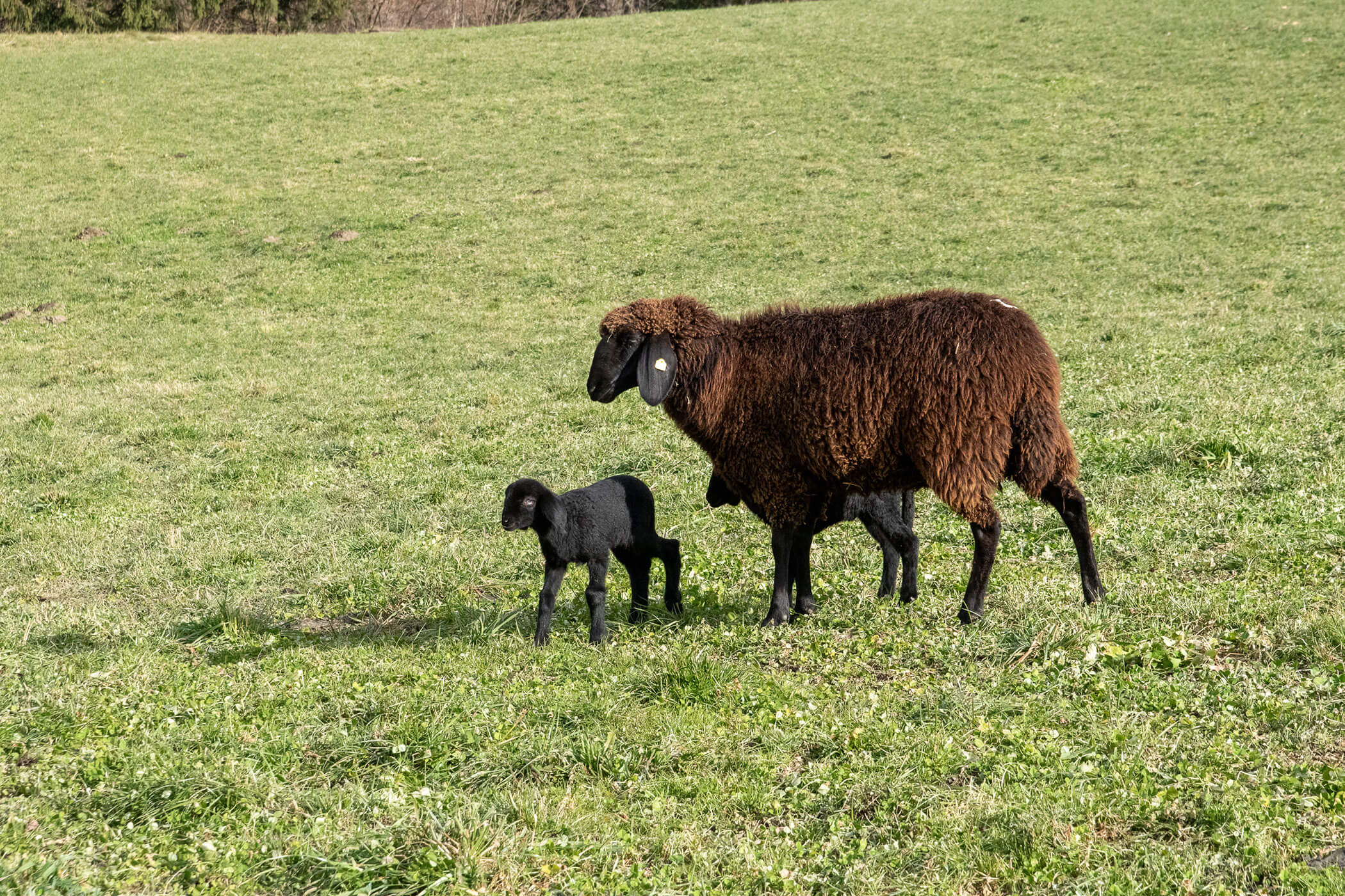 Ein braunes Schaf steht mit zwei kleinen schwarzen Lämmern im Gras auf einer grünen Wiese. - Kerschbaumerhof