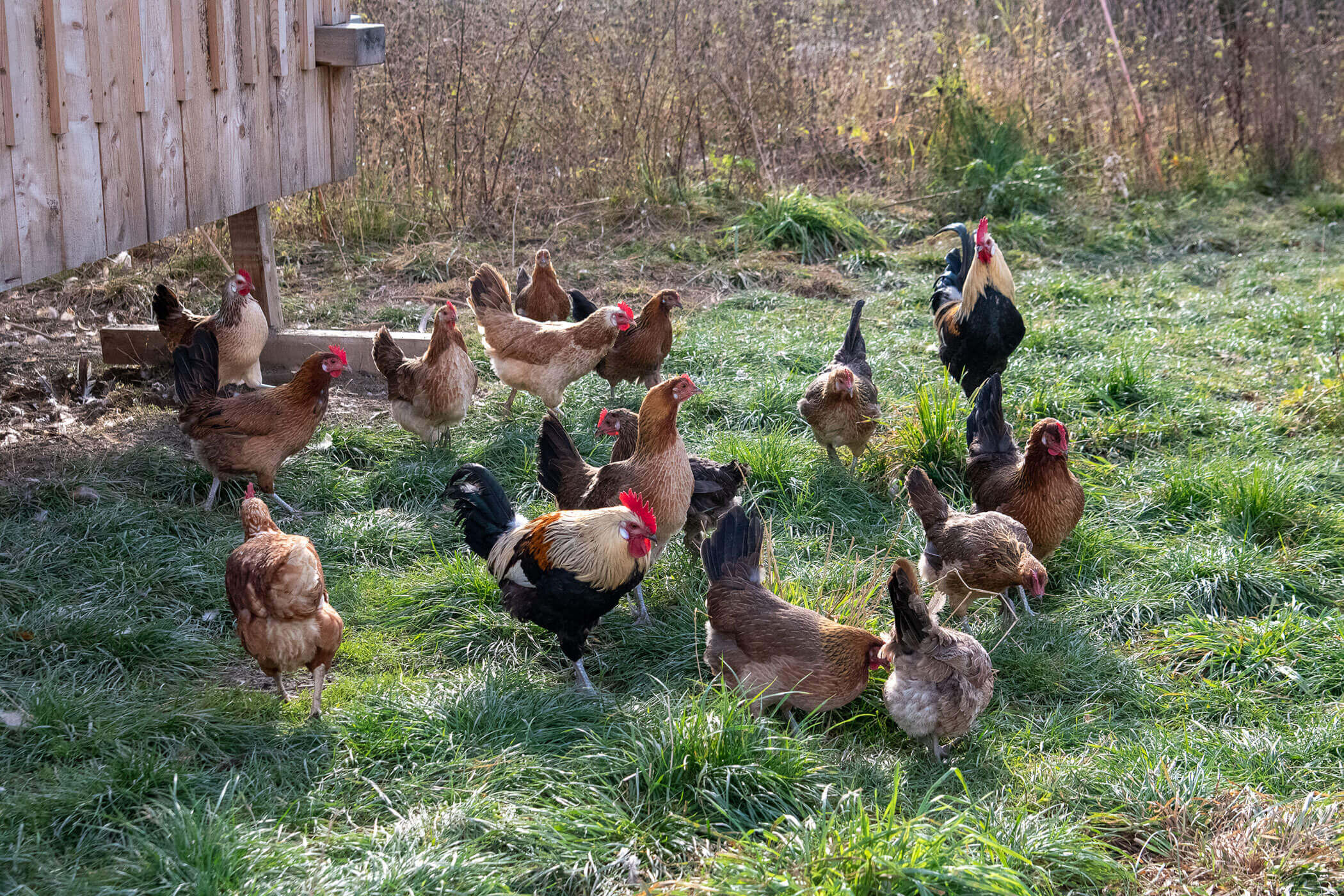 Eine Gruppe von Hühnern und Hähnen frisst an einem sonnigen Tag grünes Gras in der Nähe eines Holzstalls. - Kerschbaumerhof