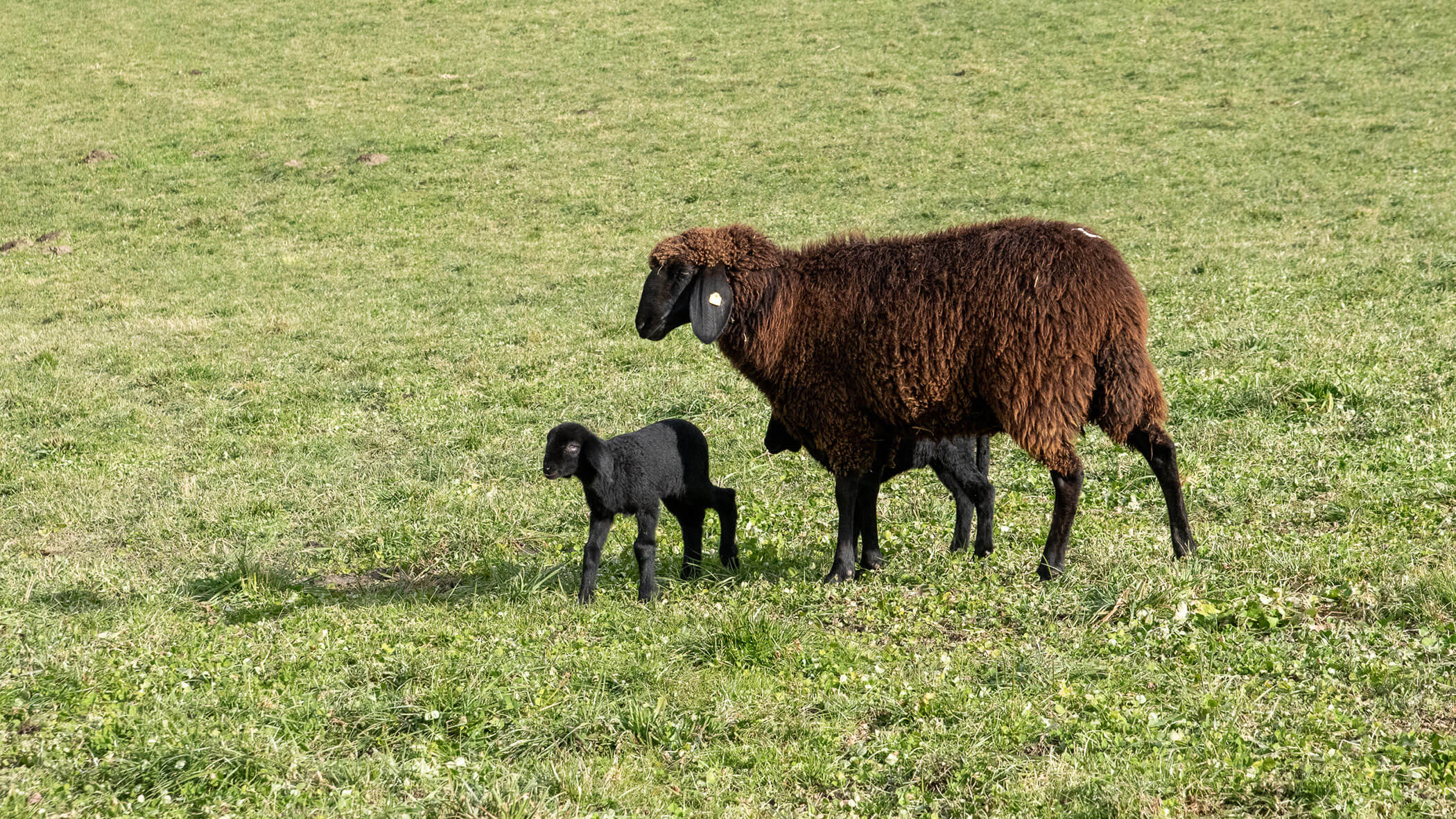 A brown sheep stands on grass with two black lambs, one nursing and one standing nearby. - Kerschbaumerhof
