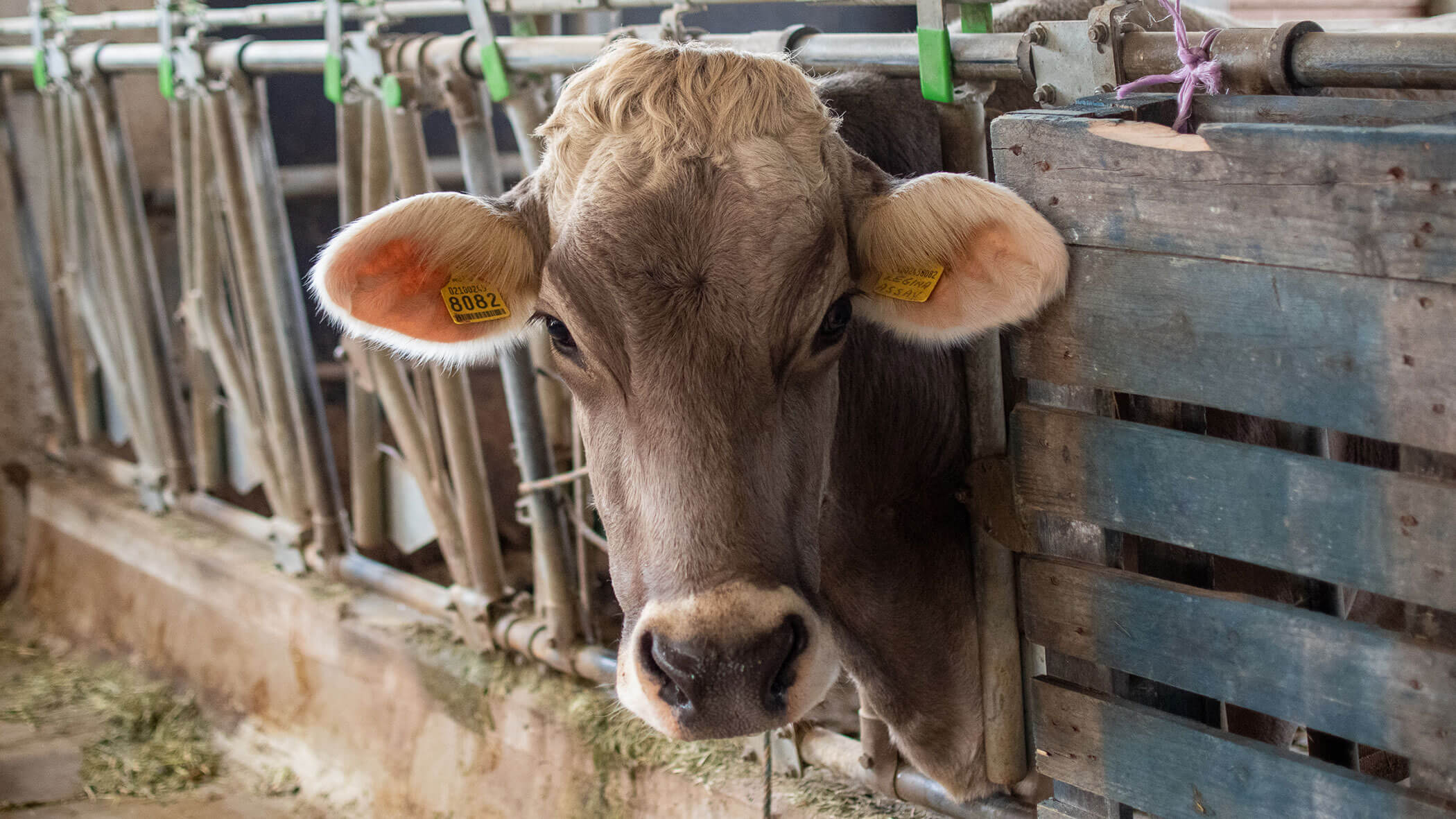 A cow with ear tags stands in a barn, looking through a wooden and metal fence. - Kerschbaumerhof