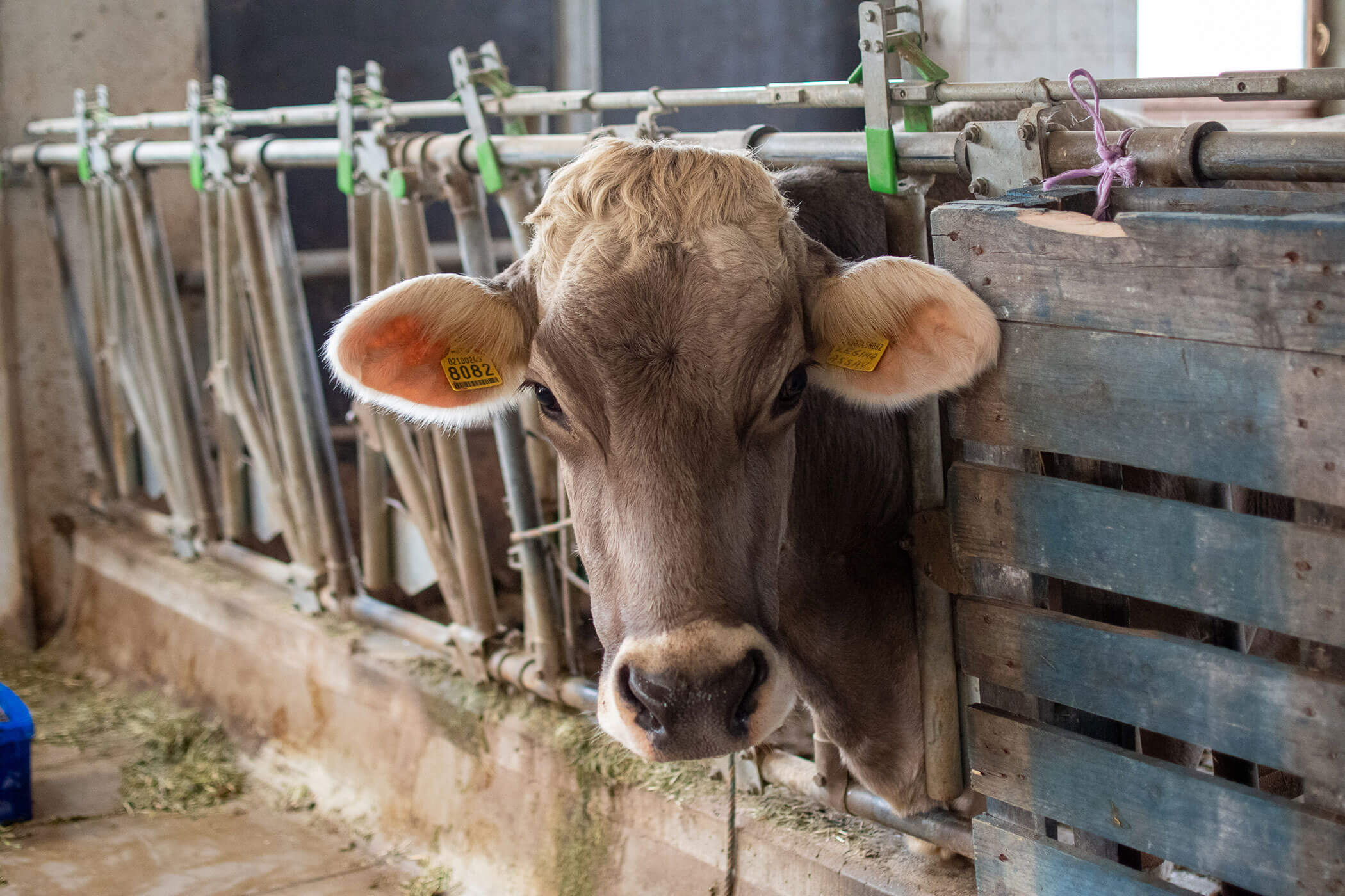 Eine braune Kuh mit Ohrmarken schaut durch den Metallzaun eines Stalls. - Kerschbaumerhof