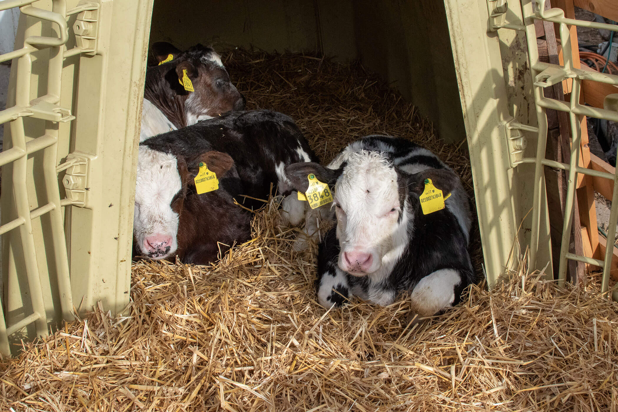 Drei Kälber mit gelben Ohrmarken liegen auf Stroh in einem kleinen Unterstand. - Kerschbaumerhof