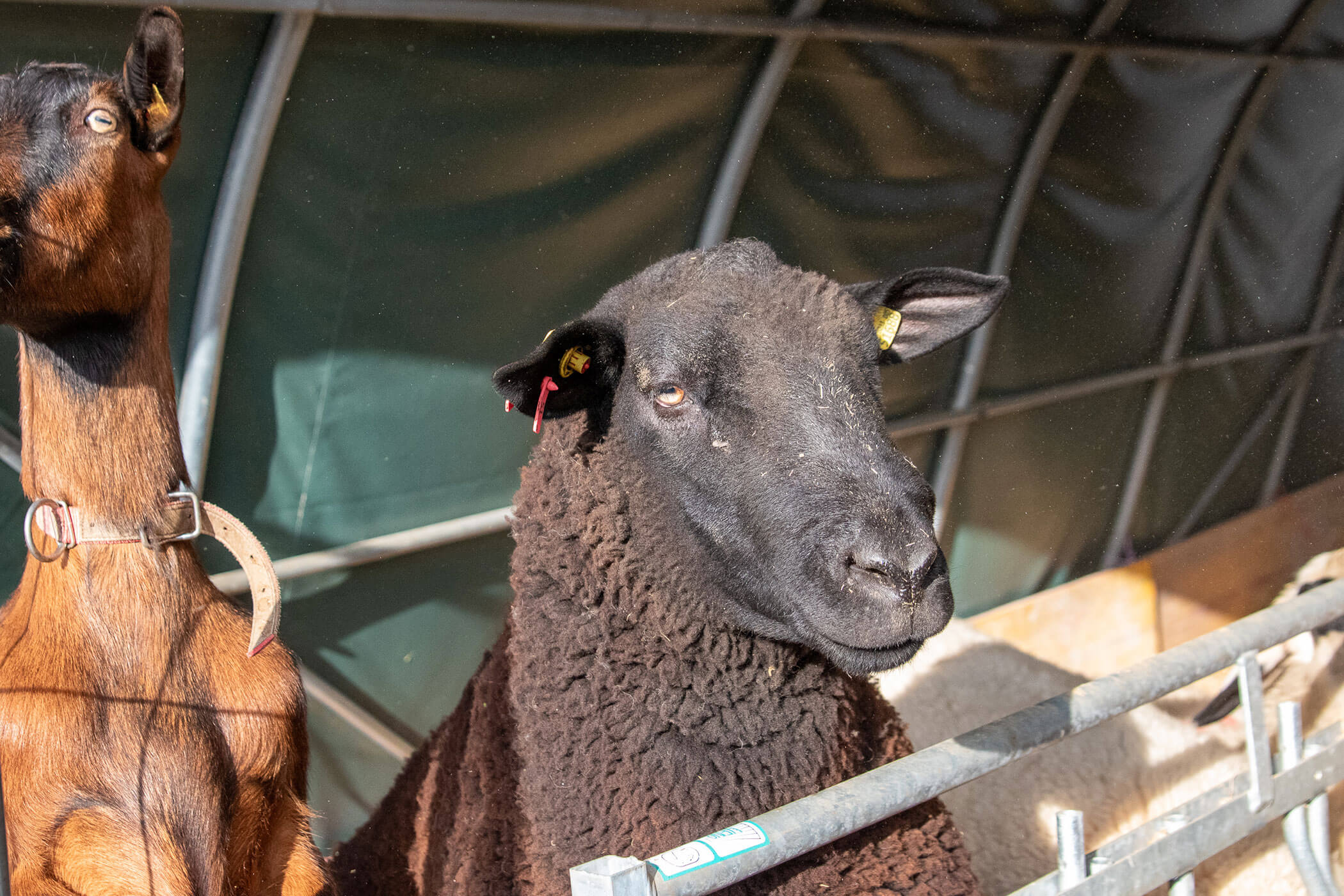 Ein schwarzes Schaf mit gelben Ohrmarken steht neben einer braunen Ziege in einem Pferch mit Metallgittern. - Kerschbaumerhof