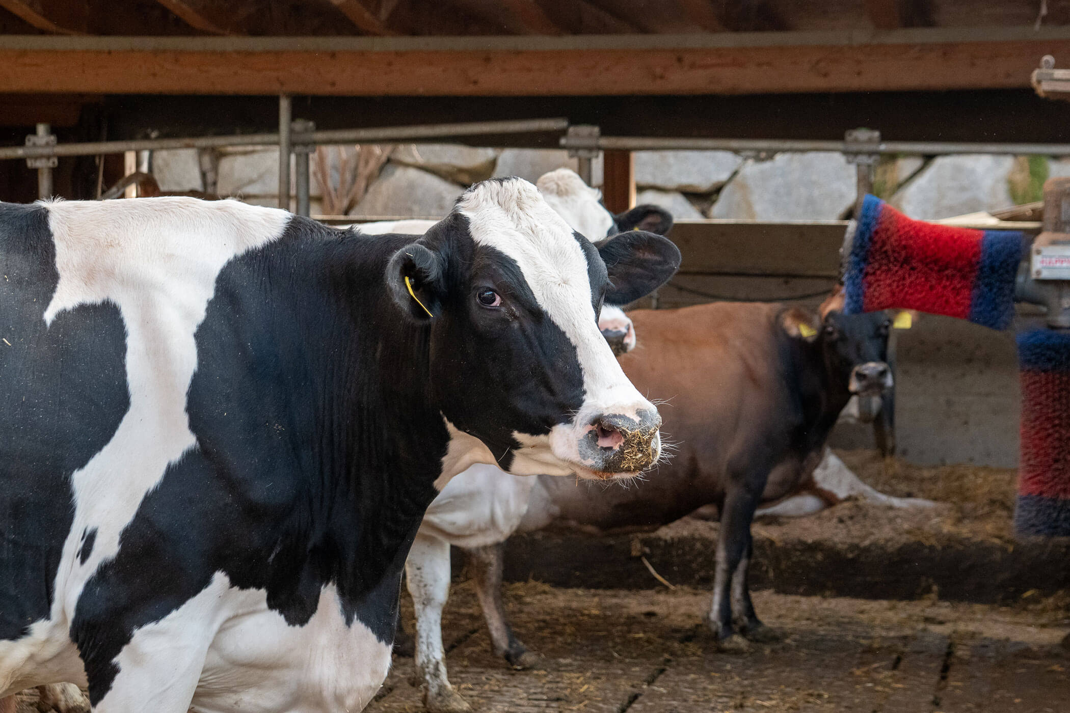 Eine schwarz-weiße Kuh steht in einem Stall mit anderen Kühen und einer großen rot-blauen Kuhbürste in der Nähe. - Kerschbaumerhof