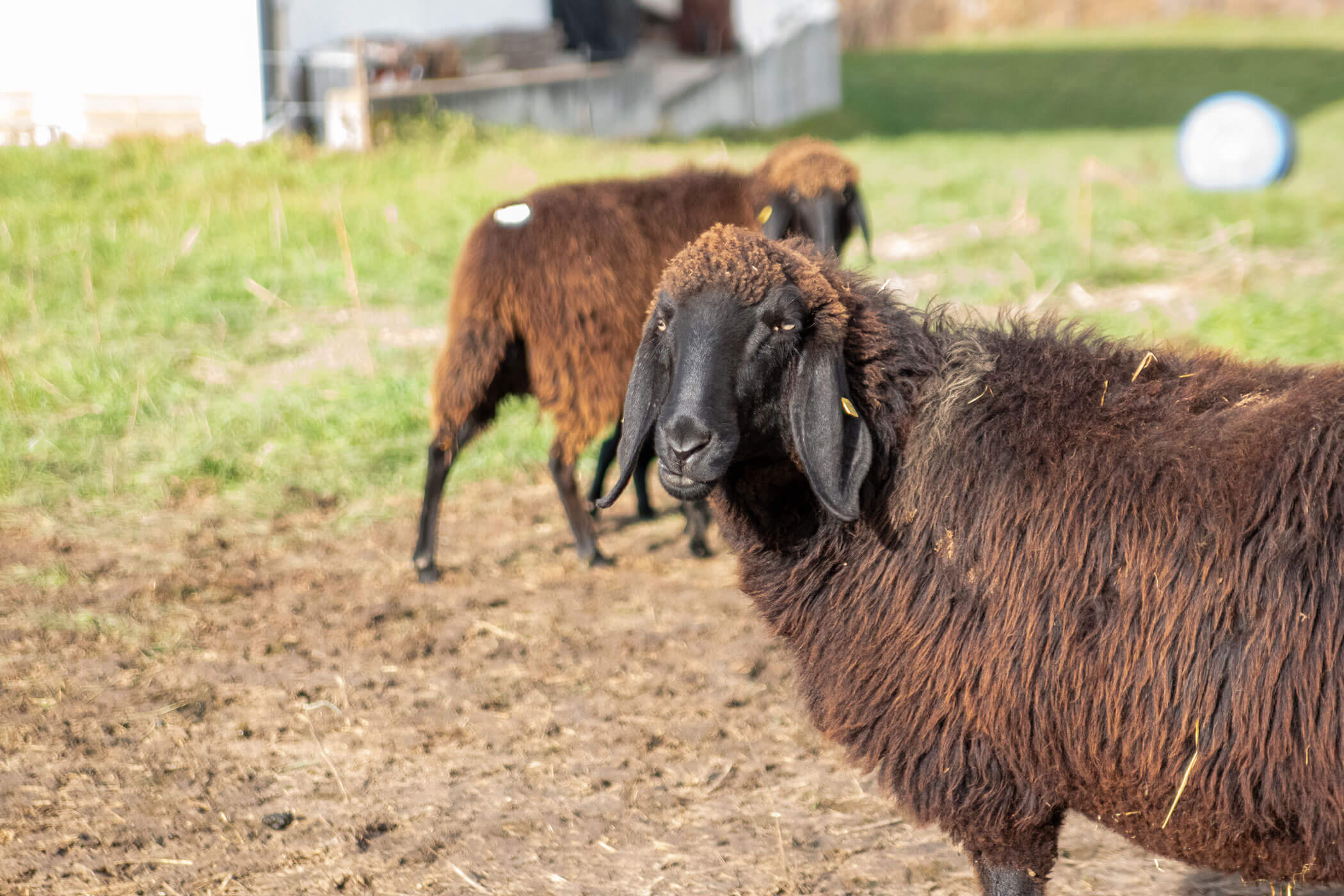 Zwei braune Schafe mit schwarzen Gesichtern stehen auf einem grasbewachsenen, schlammigen Feld in der Nähe eines Gebäudes. - Kerschbaumerhof
